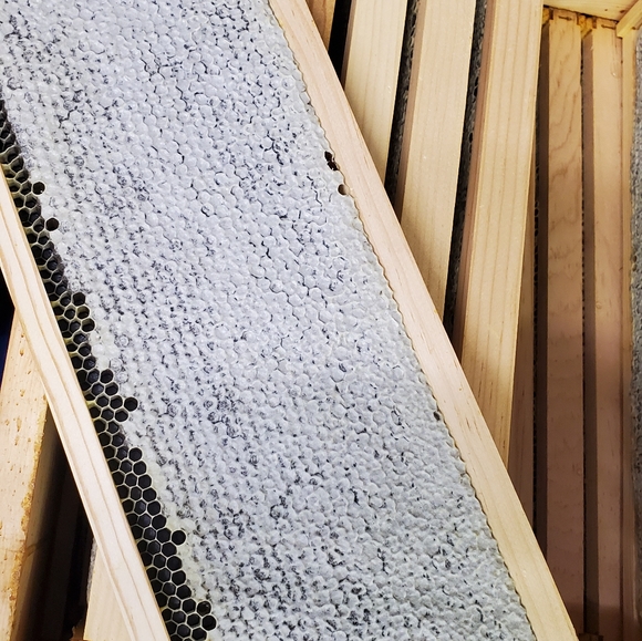 Spring & Fall Honey for sale! - Picture 5 of 15